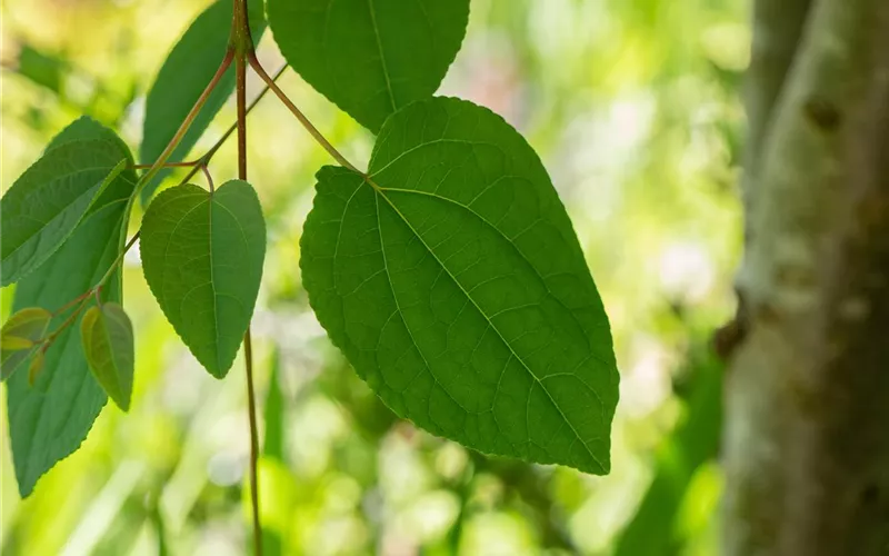 Cercidiphyllum japonicum