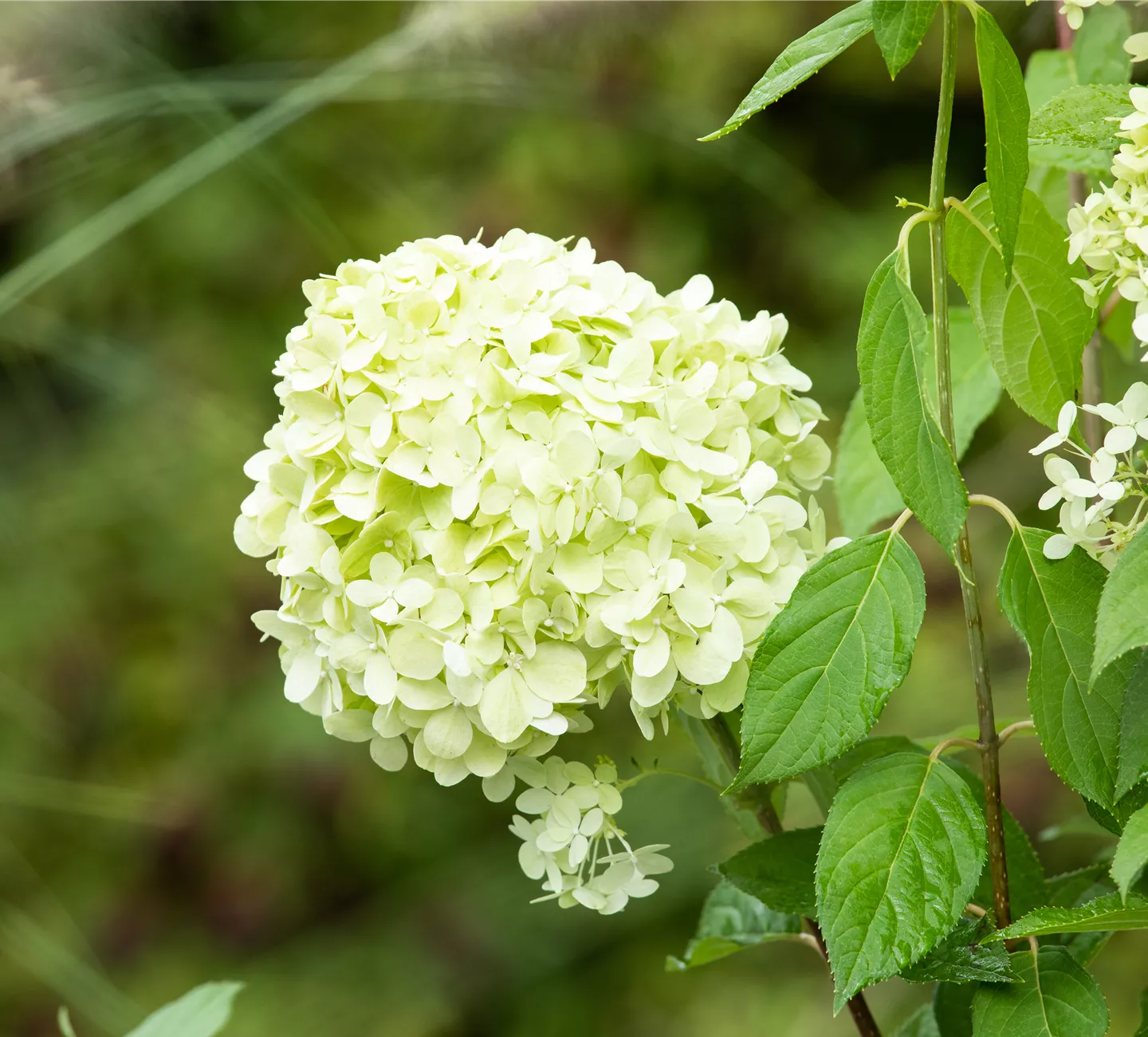 Hydrangea paniculata 'Limelight'(s)