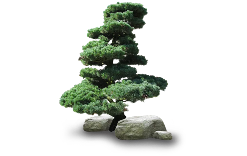 bonsai_links_foehre.png